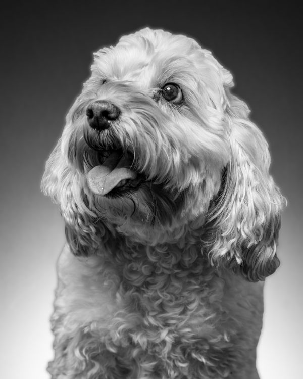 Poppy Mackintosh